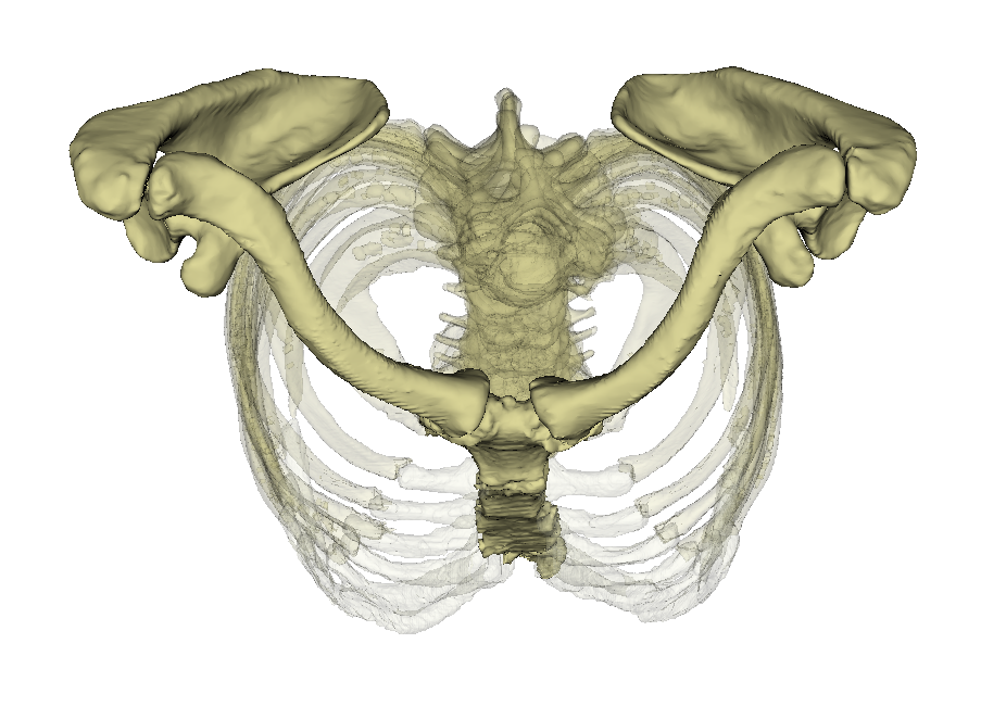 Schultergürtel – Dornheim Anatomy