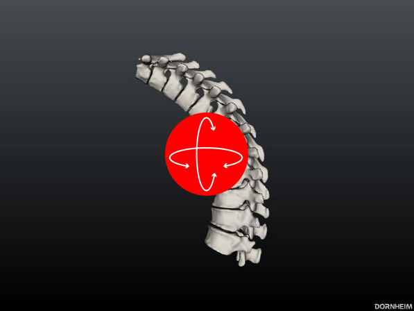 Brustwirbelsäule im Viewer