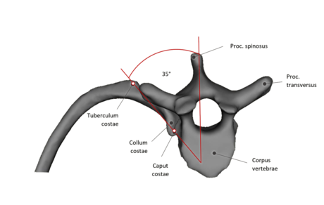 Rib vertebra joints: Caudal rib movement area