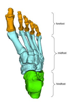 Foot: Functional classification of the foot bones - dorsal view of the back of the foot