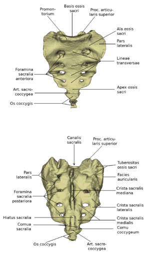 Anatomie des kreuz- und Steißbeines (ventral und dorsal