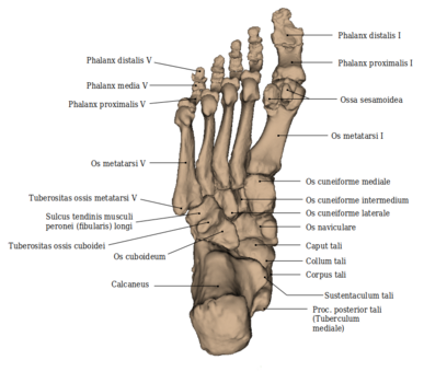 Fuß: Knochen des rechten Fußes - plantare Ansicht auf die Fußsohle