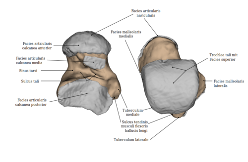 Fuß: Talus - links: Ansicht von plantar; rechts: Ansicht von dorsal