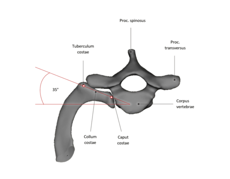 Rib vertebra joints: Cranial rib movement area