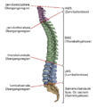 Abschnitte Wirbelsäule beschriftet.png