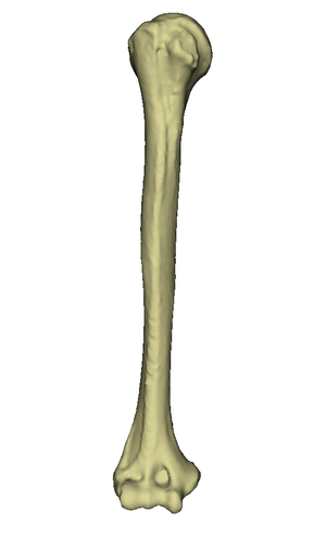 Humerus