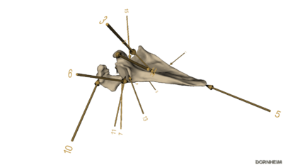 Scapula mit Beschriftungen