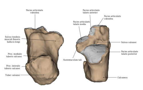 Fuß: Calcaneus - links: Ansicht von plantar; rechts: Ansicht von dorsal