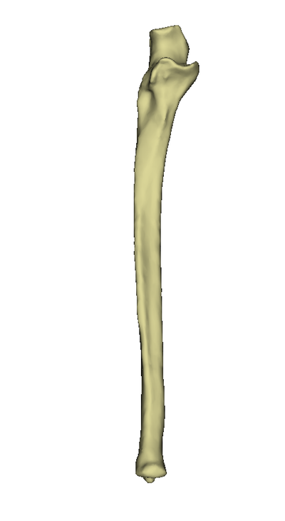 Ulna