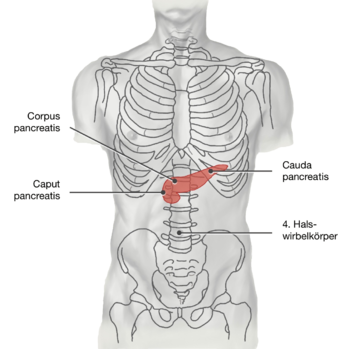 Pancreas: Location of the pancreas