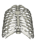 Anatomie des Menschen