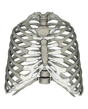 Anatomie des Menschen