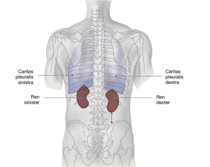 Niere: Ansicht der Niere von dorsal