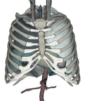 Anatomie des Menschen