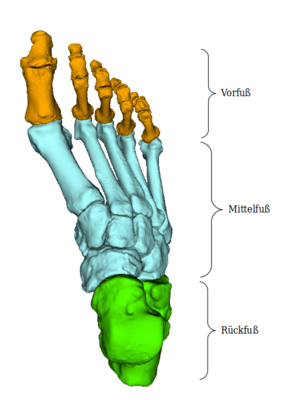 Fuß: Funktionelle Einteilung der Fussknochen - dorsale Ansicht auf den Fußrücken