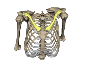 Cranial view of clavicle