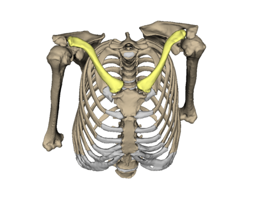 Cranial view of collarbone