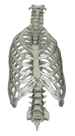 Anatomie des Menschen