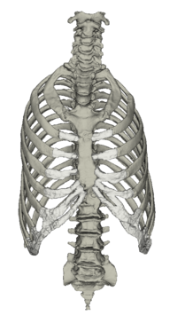 Anatomie des Menschen