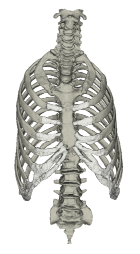 Anatomie des Menschen