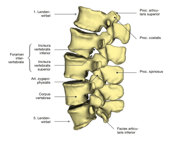 lumbar spine