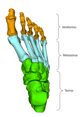 Fuß: Anatomische Einteilung der Fussknochen - dorsale Ansicht auf den Fußrücken