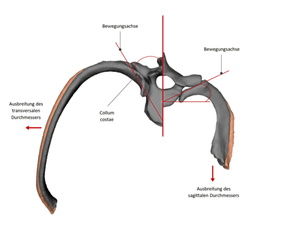 Rib vertebra joints: Relationship between the axes of movement and the propagation of the diameter of the thorax