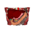 A OrganeAbdomen.png