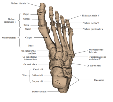 Fuß: Knochen des rechten Fußes - dorsale Ansicht auf den Fußrücken
