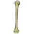 Upper arm bone