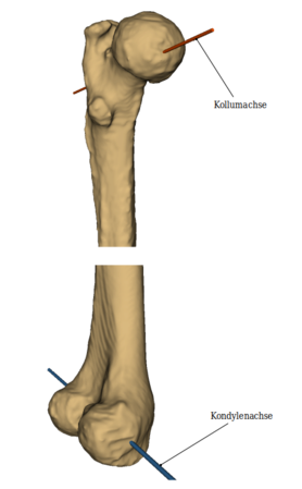 Femur: Achsen des Unterschenkelknochens der linken Seite