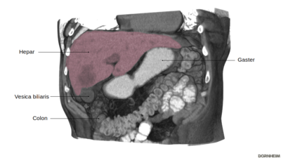 Leber: Schnitt durch das Abdomen mit Sicht auf die Leber