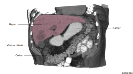 Liver: Section through the abdomen with view to the liver