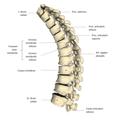 Brustwirbelsäule