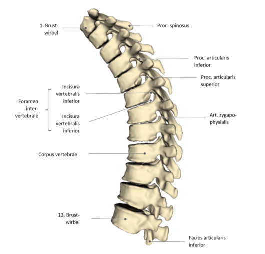 thoracic spine