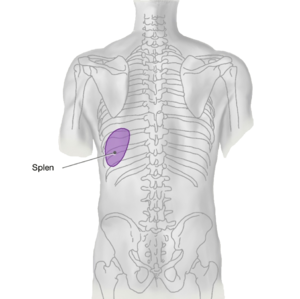 Spleen: Location of the spleen in the trunk