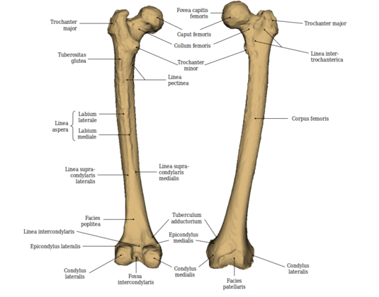 Femur: Oberschenkelknochen des linken Beines - links: Ansicht von hinten; rechts: Ansicht von vorn