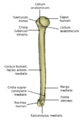 HumerusMedial.png