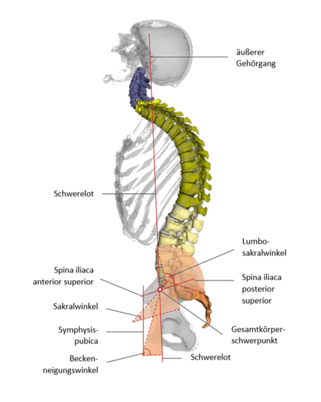 Characteristic angles of the spine