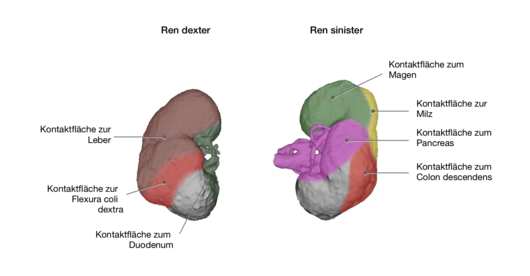 Niere: Nachbarorgane der Niere