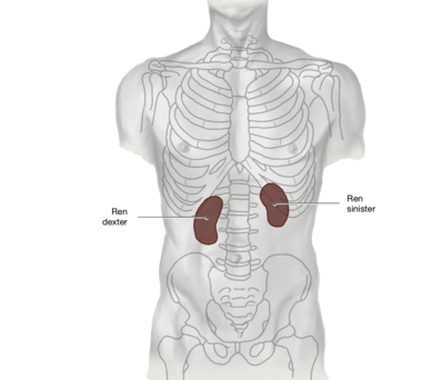 Niere: Ansicht der Niere von ventral