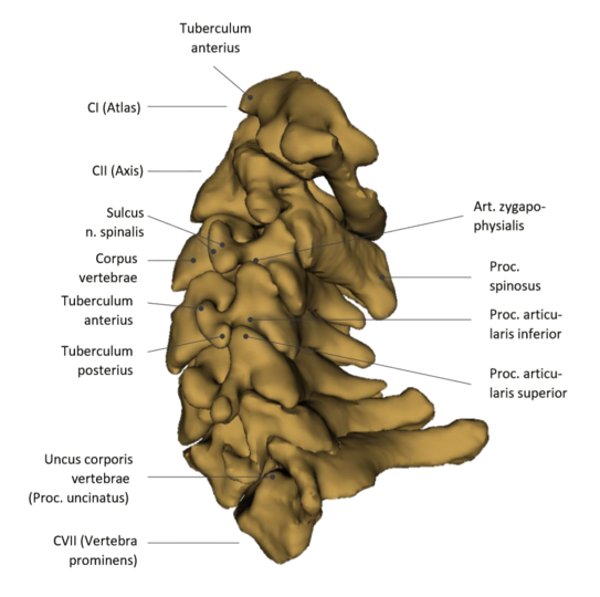 Cervical spine